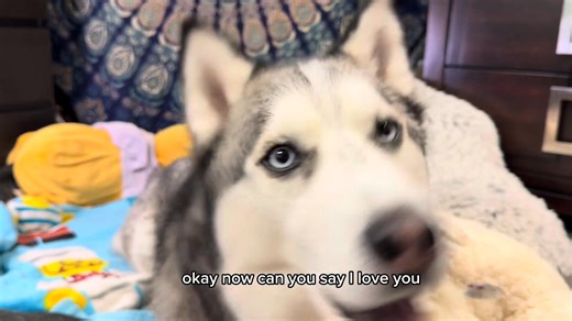 41 reactions | In this video, I’ll show you how to get your Husky to...