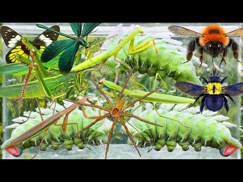 Wild Bug Hunting: Strange Giant Caterpillars, Ferocious Grasshoppers, Killer Mantises & More!