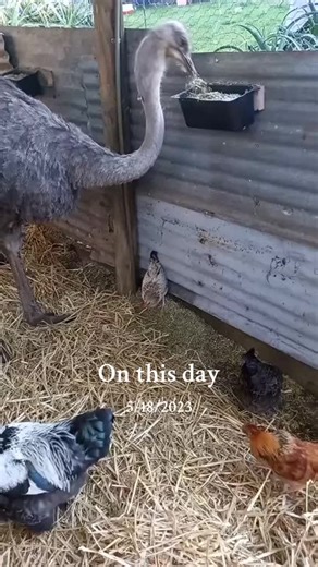 Chickens Clearing Ostriches' Food: Fun on a Hobby Farm in Australia!