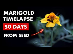 Growing French Marigold 🌼 Seed to Bloom in 50 Days