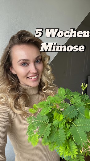 Es gibt ein 5 Wochen Update zur Mimose, einer Pflanze, die auf Berührung ihre Blätter einklappt. Wie im letzten Video erwähnt, heißt es, dass es ein Kraftakt für die Pflanze ist, sie einzuklappen, doch wie verhält sich das in der freien Natur mit Regen? Ich werde es bis zum nächsten Video testen und dann vorstellen 🪴 | Spannender Pflanzencontent