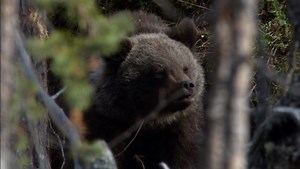 Clear Vision TNA DVDs