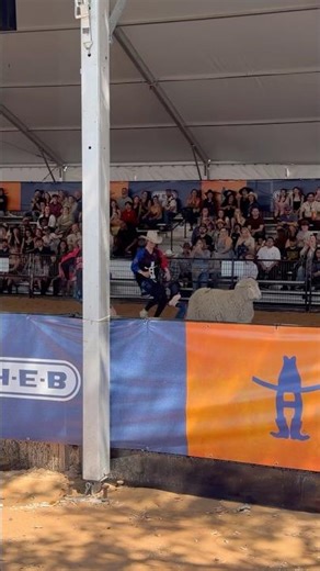 Sheep Run #sheep #rodeo #houston #livestock