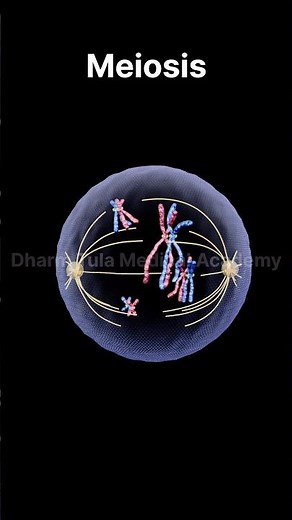 Meiosis | Cell Division | 3d animation | animation video | #animation #meiosis #celldivision