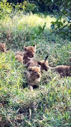THE KAMBULA CUBS ARE HERE... 🦁❤️