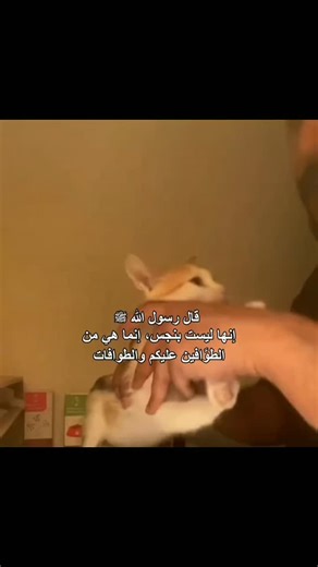 Muslim🤍 on Instagram‎: "عن أبي قتادة رضي الله عنه أن رسول الله صلى الله عليه وسلم قال في الهرة: ((إنها ليست بنجس، إنما هي من الطوَّافين عليكم))؛"‎