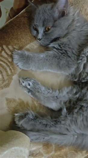 Pretty Little Baby🥹🐾|kitten sleeping😴cute|lazy cat #vuralshort #viral #cat #kitten #cutecat #animals