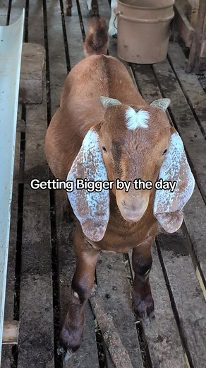 Hooves in the Hills Goat Farm (@hooves.in.the.hil)’s videos with Damage - Anthony B