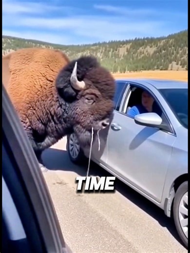 Do you know the Qualities of North American Bison 🦬#pets