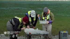 B.C. attempts to facilitate discussions with U.S. on selenium contamination from province's coal mines | CBC News