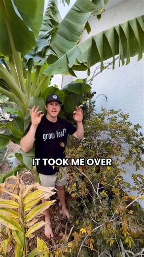 Jaboticaba is one of the most unique fruits you can grow right in a pot! 🍇 Also known as tree grapes, originate in Brazil and grow incredibly well in pots, even right next to the house or on an apartment balcony They taste like an extremely sweet grape, have a real seed you can replant, and are grown without anything artificial These trees love shade, which is why they grow so well under bananas, and they can hold dozens of fruit at once You know they’re ready to harvest when the fruit turns de