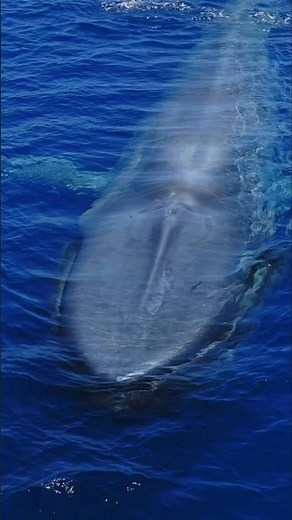 Take a listen to the biggest lungs on planet earth taking a breath! #nature #whale