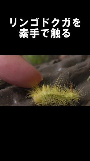 リンゴドクガを素手で触る#昆虫観察 #毛虫 #リンゴドクガの幼虫