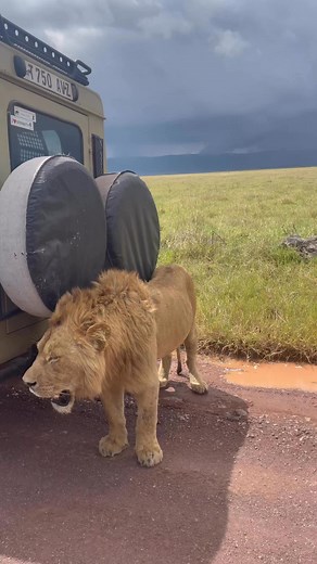 Ngorongoro conservation area 📍 #highlightsシ゚ #zanzibar #lakemanyara #ngorongoro #serengeti #viral #kilimanjaro #tarangire | Elia Max