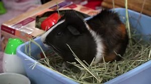 Is this guy and his faux hawk the cutest thing we've ever seen? Um, is the pope Catholic?! Pope (561870) is a 1-year-old Abyssinian guinea pig who takes a little while to warm up, but once he does, he is as sweet as can be. And if you have some yummy veggies to offer him, that sure wouldn't hurt! Come and meet this handsome guy at our Oceanside Campus today! | San Diego Humane Society