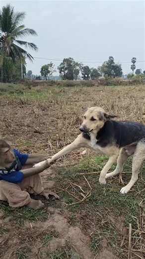 Mr. Monkey vs Dog 😂 Funny Fight You’ll Love | #MrMonkey #FunnyAnimals #DogVsMonkey #PetComedy #ViralShorts