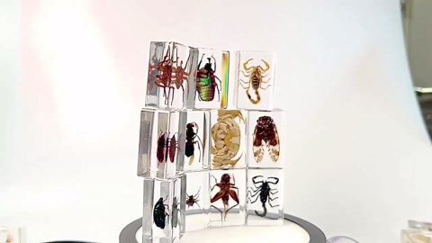 Insect in Resin Specimen, Insect Specimens Resin, Bugs Collection Paperweights, Insects Specimen Frame Decoration for Tabletop Wall Art Scientific Display Supplies Biology (Flower Bug)