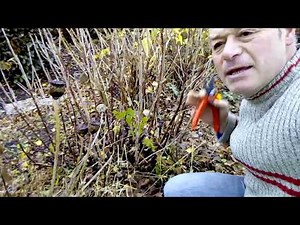 What to do in the garden in November: the first prunings