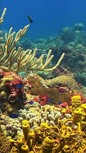 Fast Fish Facts: Reef Fishes #reef #aquarium #fishtank
