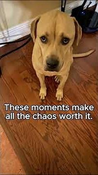 Life with My Twin Dogs 🐾 Chaos, Calm & Cherished Moments Every Pet Parent Understands!