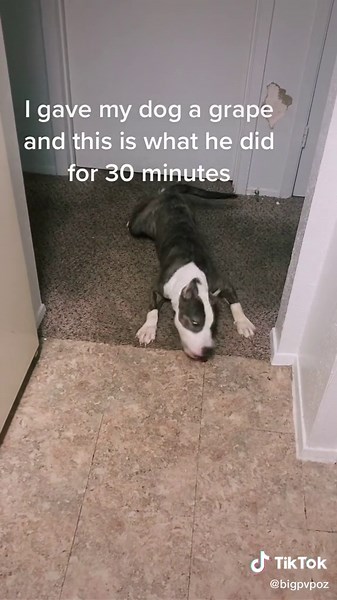 Grape Dog Meme - Hilarious Reaction Caught on Camera!