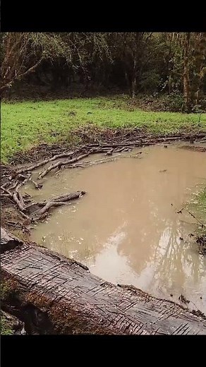 Water Bodies - Recharging Landscapes to Revive and Rewild