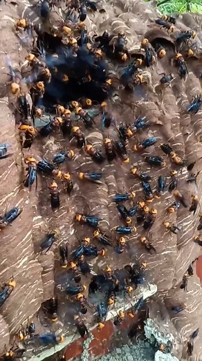#wasp #insects #Amazing #nature #fyp #reelsvideo #reels #reels2023 #video #new #foryou | Wasp Finder | Facebook