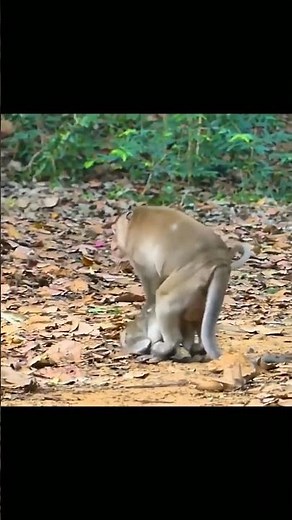 MUST WATCH!! Monkeys mating
