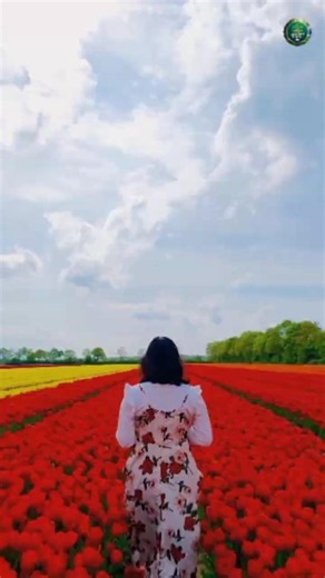 Springtime Magic: A Stunning Walk Through Vibrant Tulip Fields 🌷