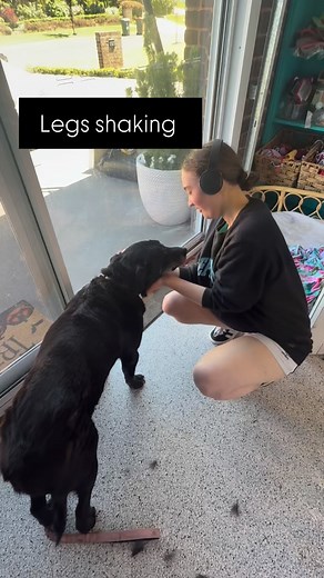 How lucky are we? Two beautiful old labradors in two days? If you’ve got an old Labrador please we want more. We love them. Any Labrador doesn’t have to be old. We love them all LOL. #lareinashairofthedog #orangensw2800 #groomingday🐶✂️🛁 #grooming #groom #dogsoforangensw #doglover #doggrooming #dogsalon #labrador #labradorable #elderlydogs #elderlydogsofinstagram | Lareina’s Hair Of The Dog