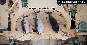 Japan to Resume Commercial Whaling, Defying International Ban (Published 2018)
