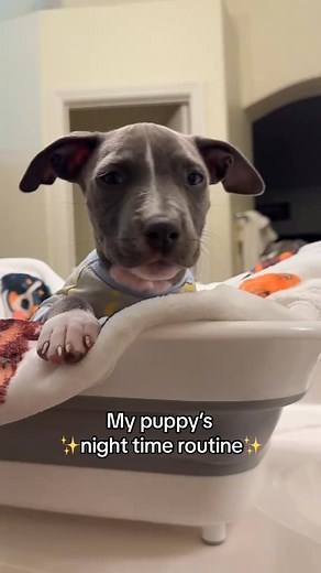 1.3K views · 31 reactions | Nighttime routine 冀 #nighttimeroutine #fyp #bedtime #asmr #routine #puppy #pittie | Walker Nielsen | Facebook