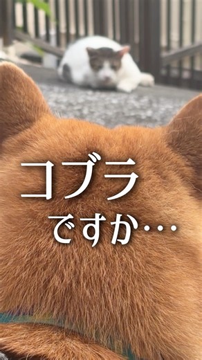 柴犬こむぎが散歩中に猫と遭遇した結果… #柴犬 #猫