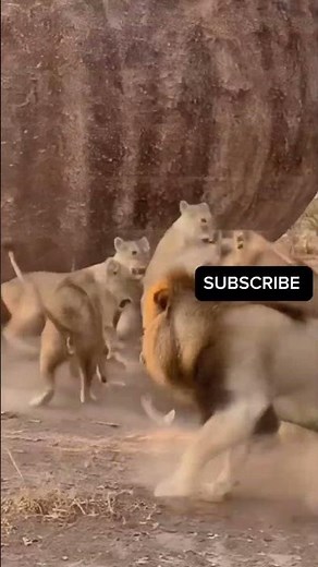 🤣 The Funniest Jungle Prank Moment #fannyanimals #shortsviral