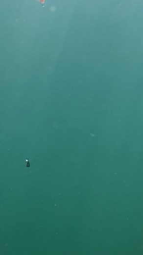 8.4K views · 1.7K reactions | Drop shot gives you the ability to stay suspended over those rocks and boulders allowing fish to see the bait from much further away. ___________________________ #bassfishinglures #bassfishingbaits #largemouthfishing #bassbaits #basslures #smallmouthbassin #bassfishingvideo #bassfishingvideos #freshbaitz #dropshot #dropshotfishing | Fresh Baitz | Facebook