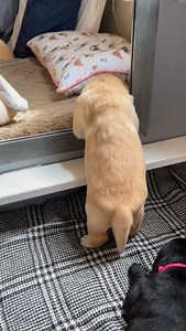 Wilbur was a little dramatic 🤣 #puppies #cutepuppies #blacklab #yellowlab #chocolatelab #adorable #naturallyreared #rawfed #englishlabs #dogs #dogsofinsta #talesofalab #worldoflabs ##ilovedogs #dogsrule #feedrealfood #healthydogs | Chalk Pond Retrievers