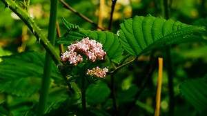 Flower, Plant, Blossom. Free Stock Video