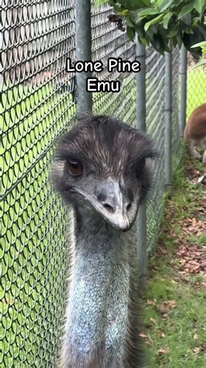 Lone Pine Emu #birds #nature #wildlife #emu #brisbane #australia #sanctuary
