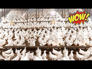 World's Largest Profitable Pigeon Farm | Modern technology in pigeon farming | 4 Million pigeon farm