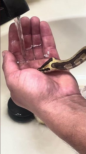 Ball python drink from my hand ￼￼
