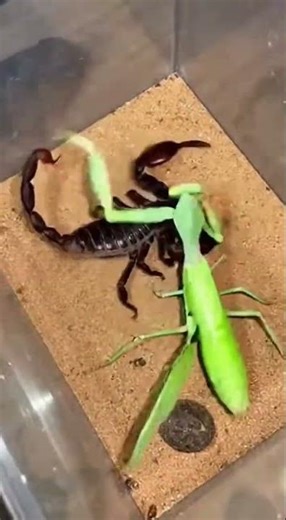 Real Scorpion vs. Mantis Fight! Brutal Battle Inside a Glass Tank 🔥🦂🪳