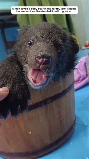 The little bear lost his mother in the forest, luckily he was saved and grew up..