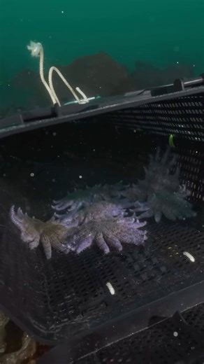 Pat Webster on Instagram: "*Sniff* They grow up so fast! Check out the moment our @sunflowerstarlab kiddos headed off to Real Ocean Camp 🥹🌻⭐ This October, juvenile sunflower stars reared in human care were successfully placed into the ocean and later retrieved as part of a pioneering field study aimed at restoring one of the Pacific’s most ecologically vital and endangered marine species. In part one of this research project, 12 juvenile sunflower stars from @sunflowerstarlab were placed in an
