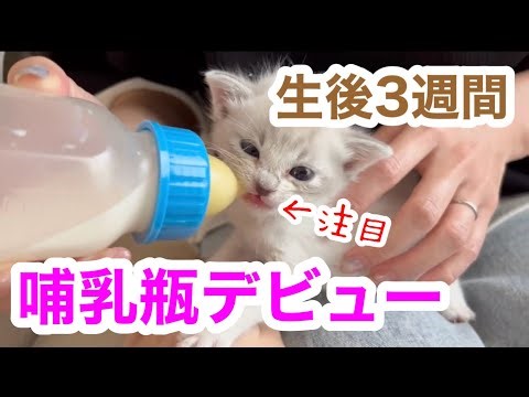 【保護猫2日目】子猫に初めて哺乳瓶でミルクをあげた日の記録🍼