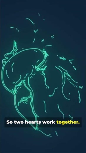 Two Hearts, One Body — The Wild Biology Behind It: WOW!!! #tiktok