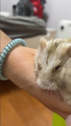 Squeaking hamster