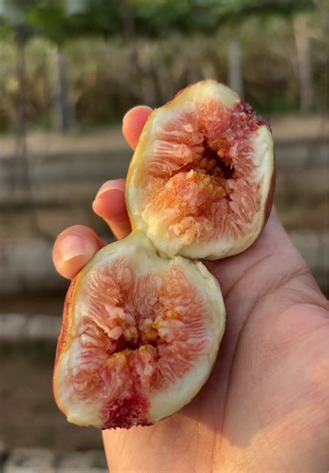 Fig Mukbang: Harvesting Delicious Figs in the Philippines