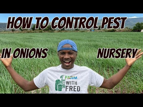 Onions farming: How to control pests in onions Nursery and the best products to use (Esd 12)