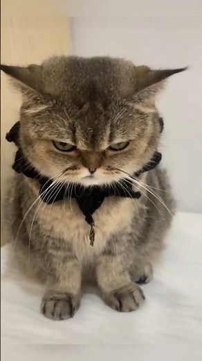 Grumpy Cats Collection #grumpycat #catvideos #emotionalsupportanimal #angrycat #cutecat