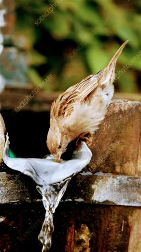 Beautiful Birds Drinking Water in Rain 🌧️🕊️ | Nature Relaxing Scene”#bird #rain#nature #trending